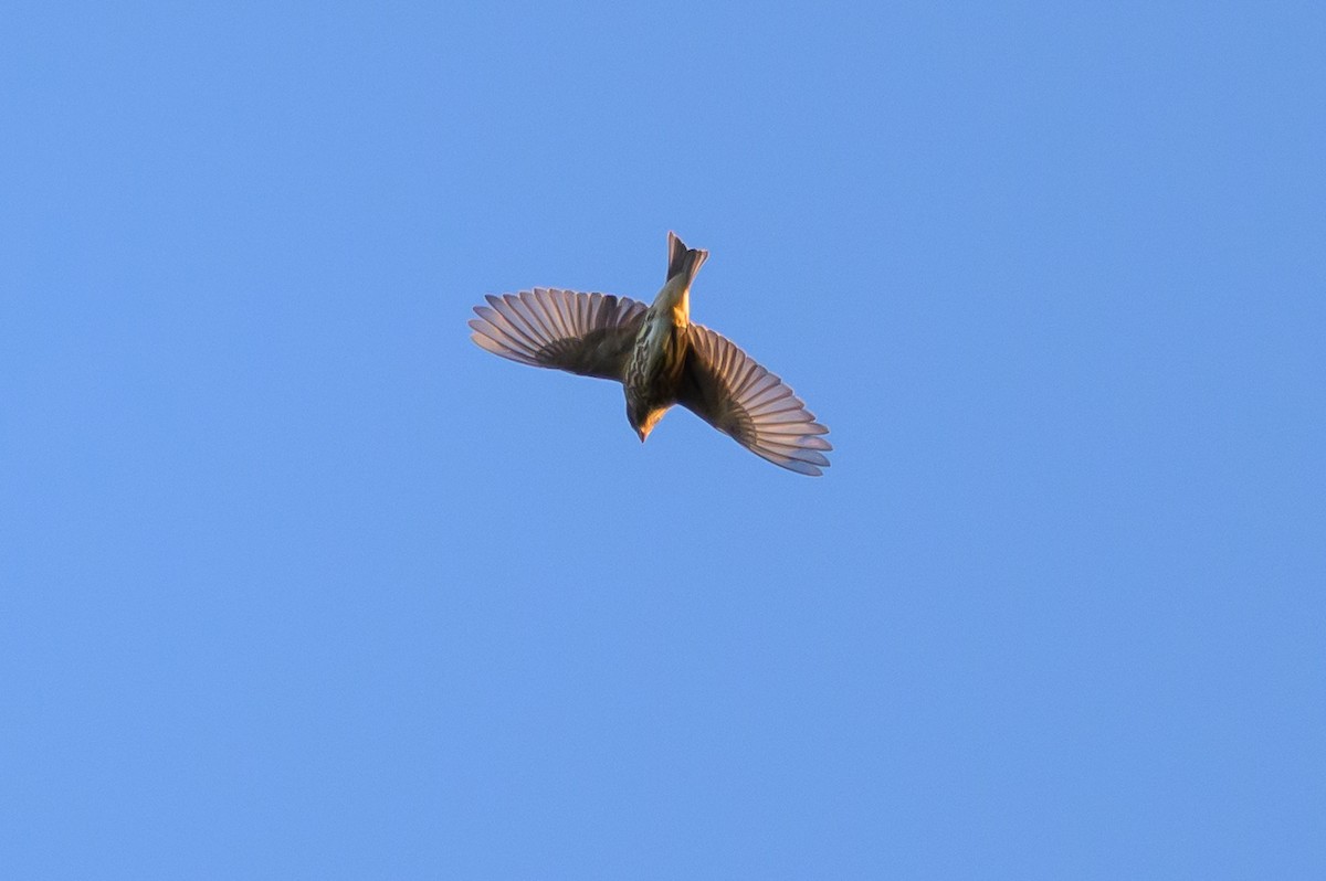 Purple Finch - ML643677790