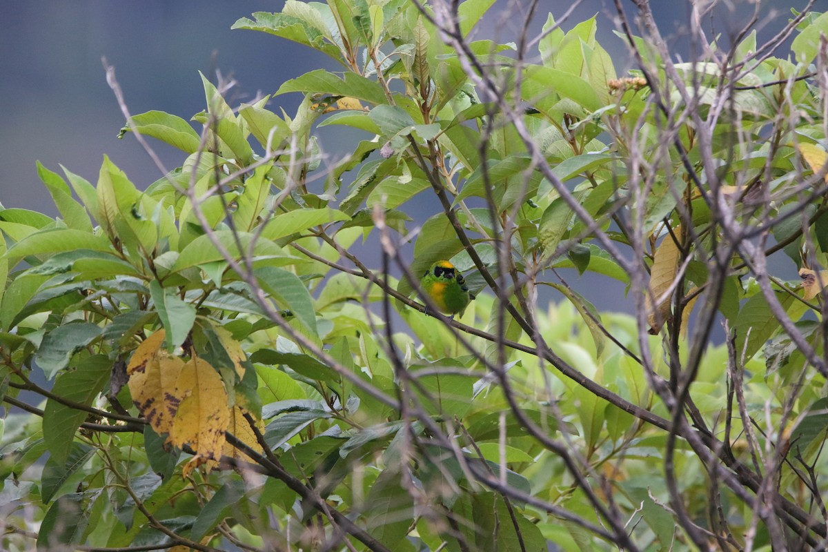 Танагра золотогруда - ML643677792