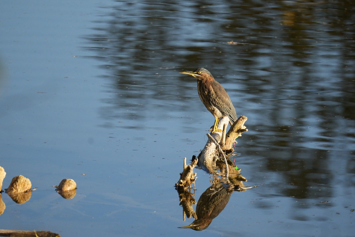 Green Heron - ML643677793