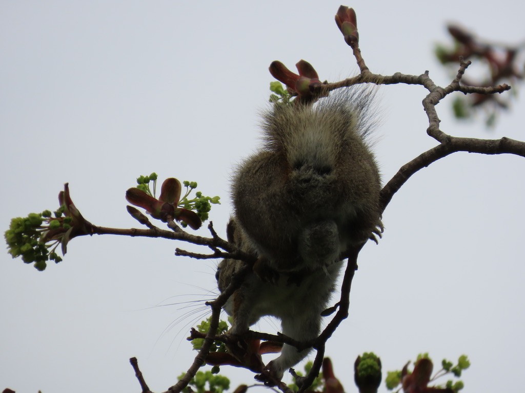 Animals - ML643677801