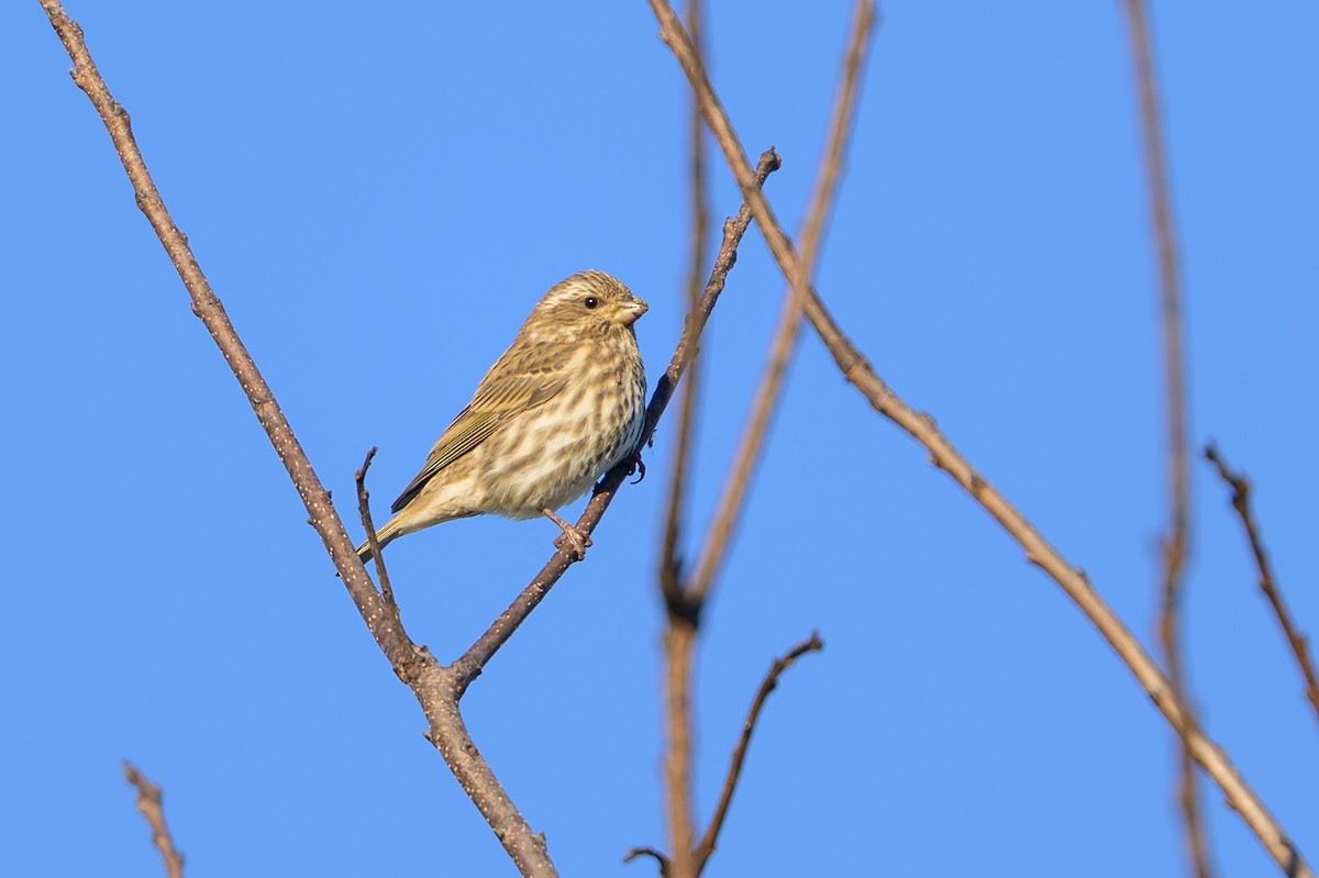 Purple Finch - ML643677812