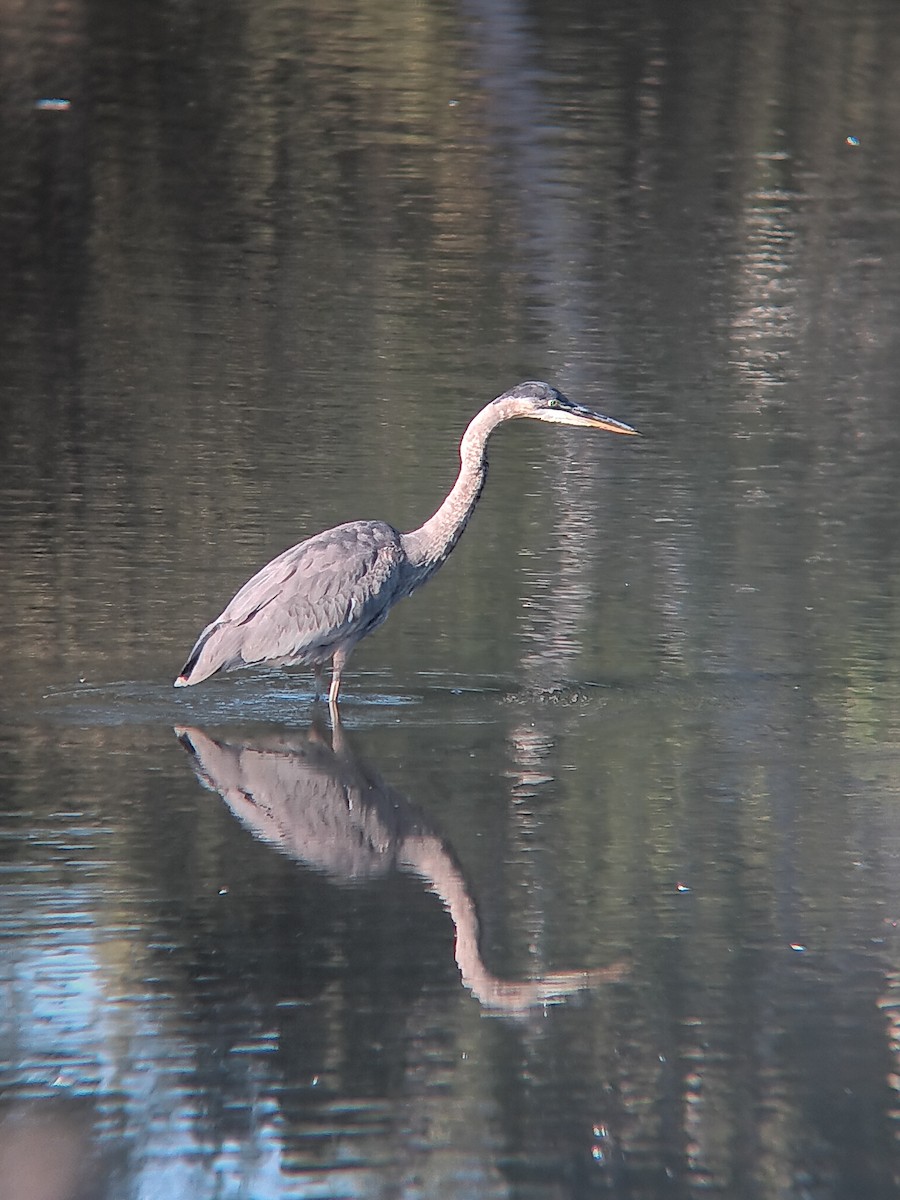 Great Blue Heron - ML643677829