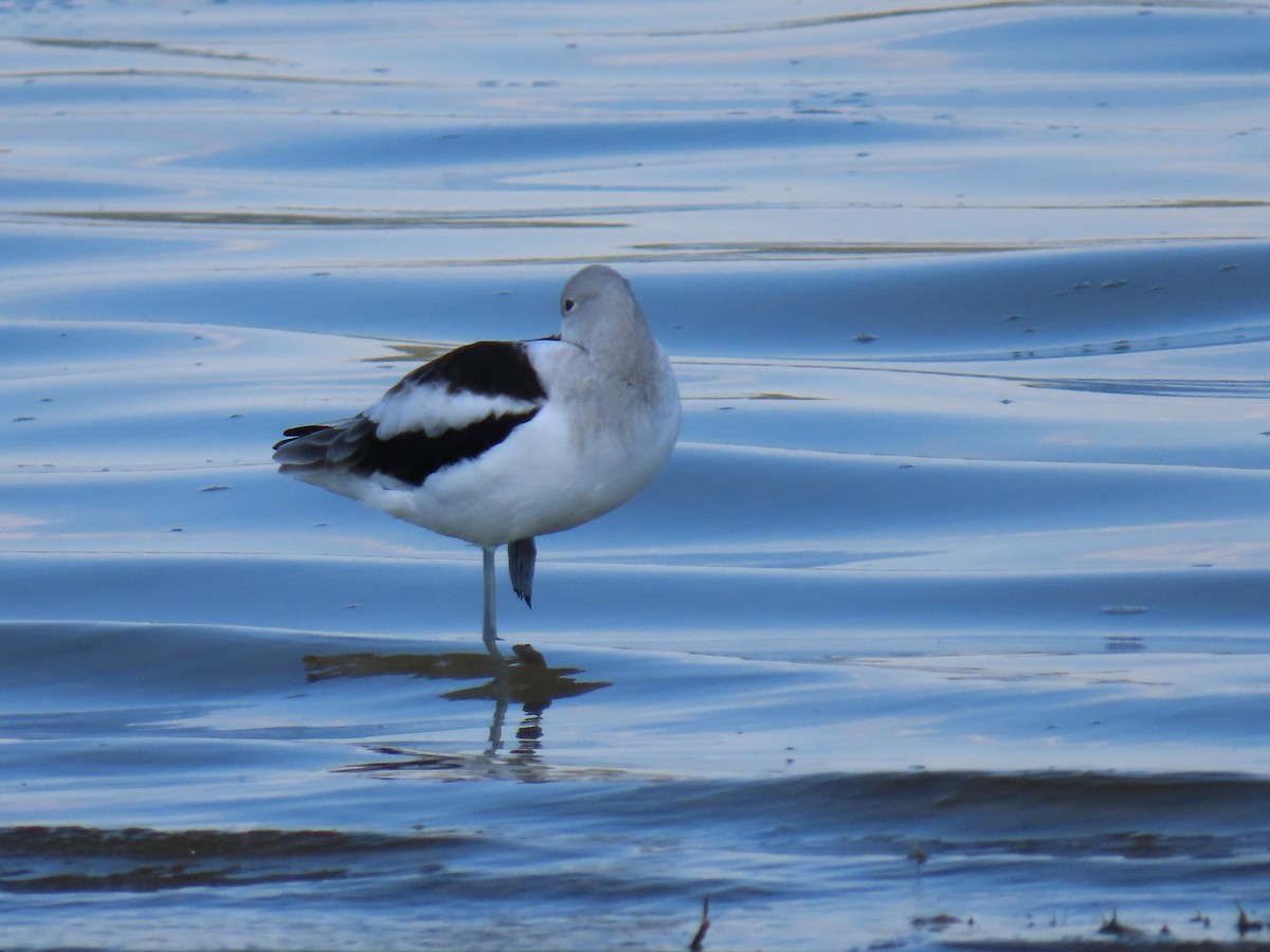 American Avocet - ML643677840