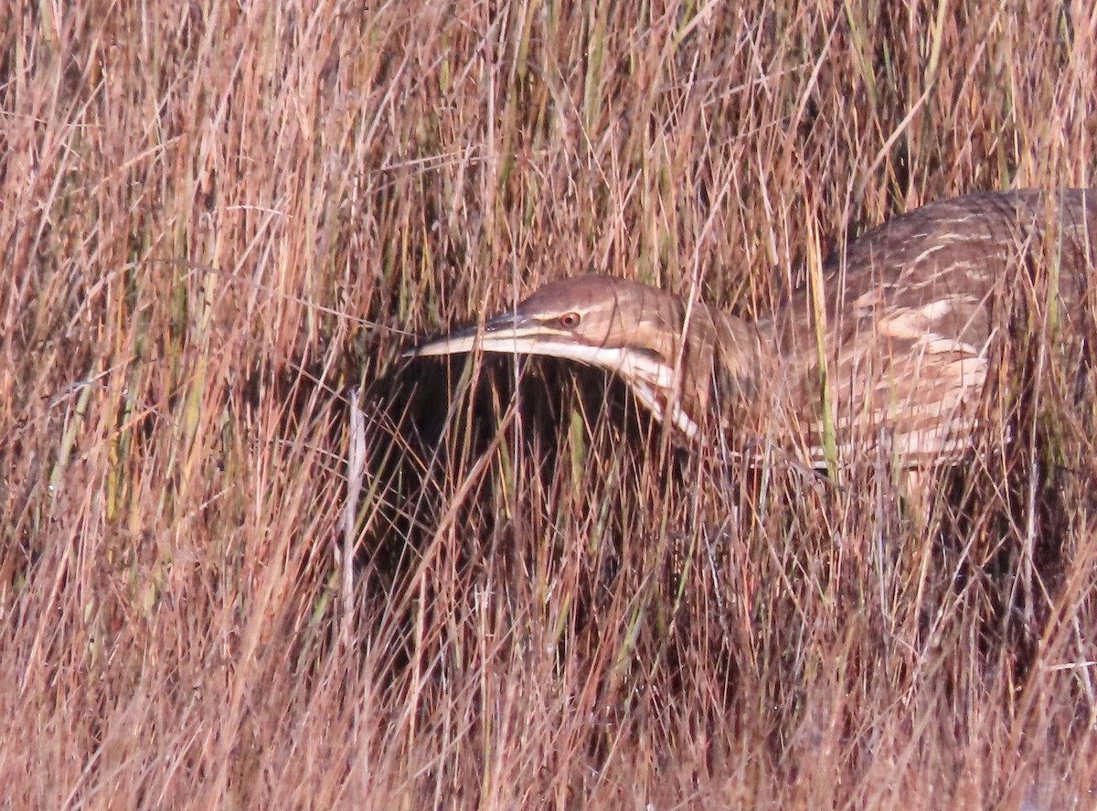 bukač severoamerický - ML643677860