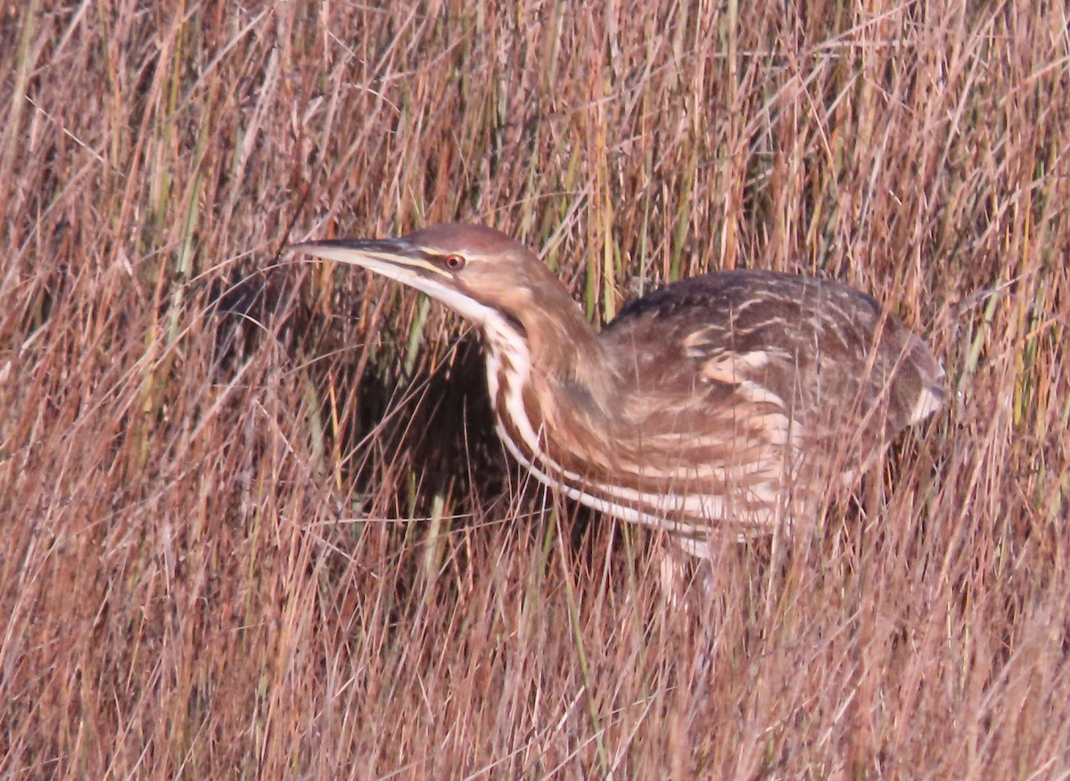 bukač severoamerický - ML643677861