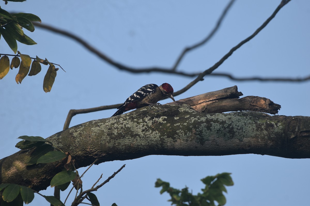 okerbrystspett - ML643677862