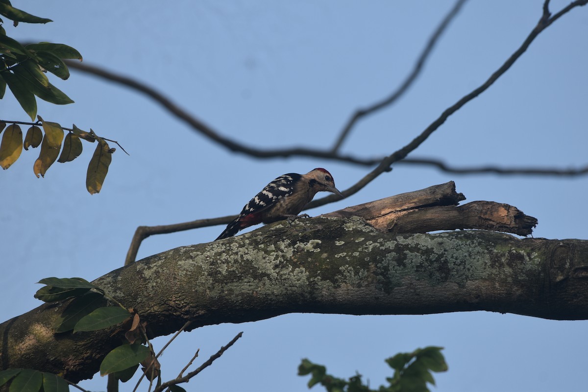 okerbrystspett - ML643677863