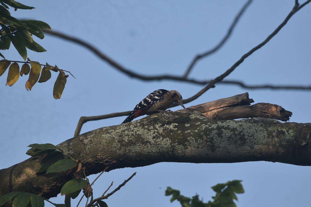 okerbrystspett - ML643677867