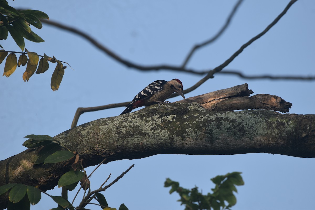 okerbrystspett - ML643677868