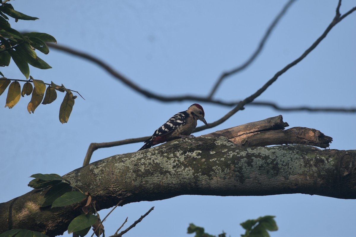 okerbrystspett - ML643677870