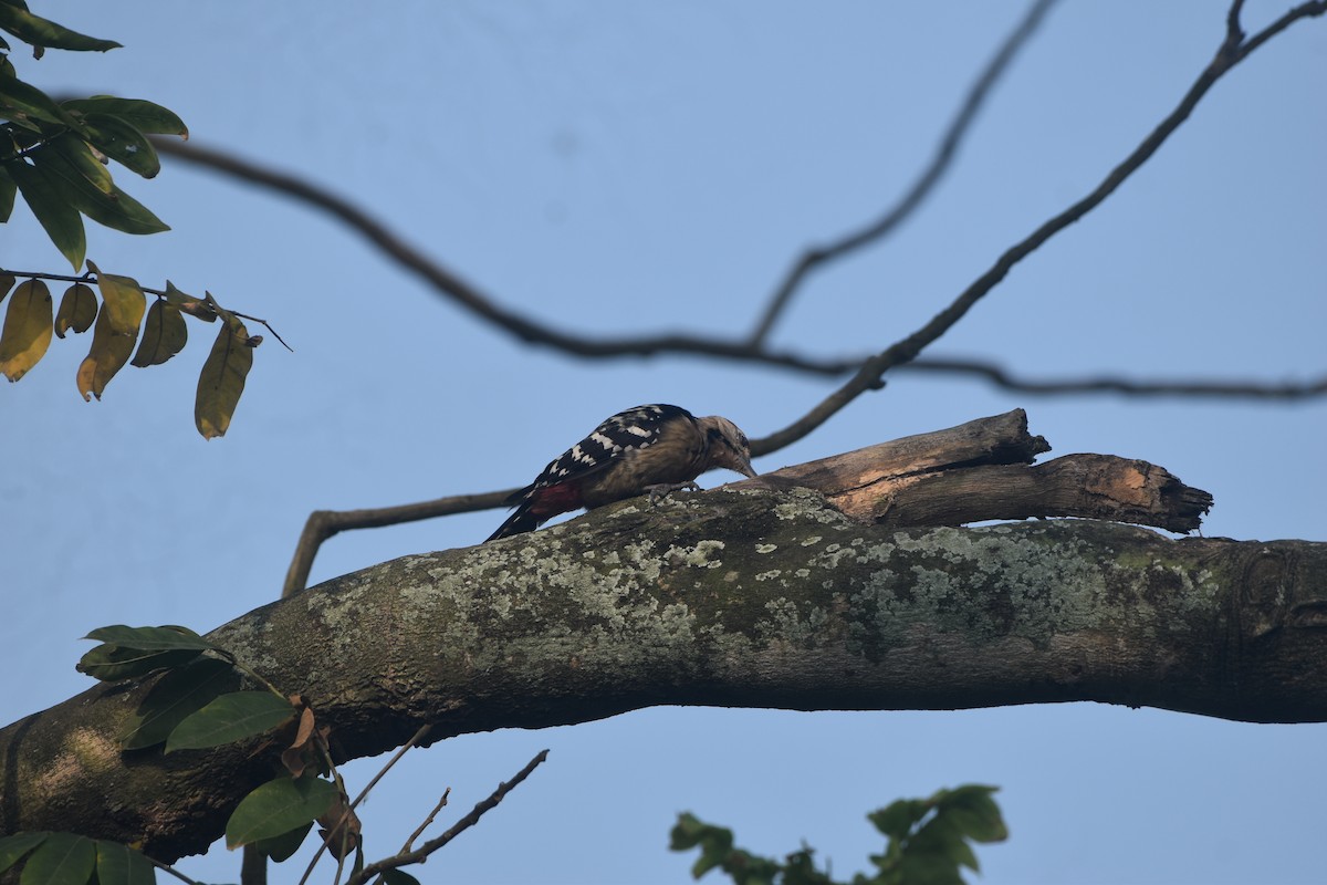 okerbrystspett - ML643677873