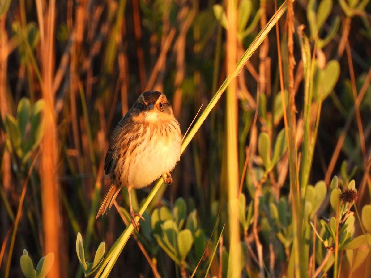 Saltmarsh Sparrow - ML643677896