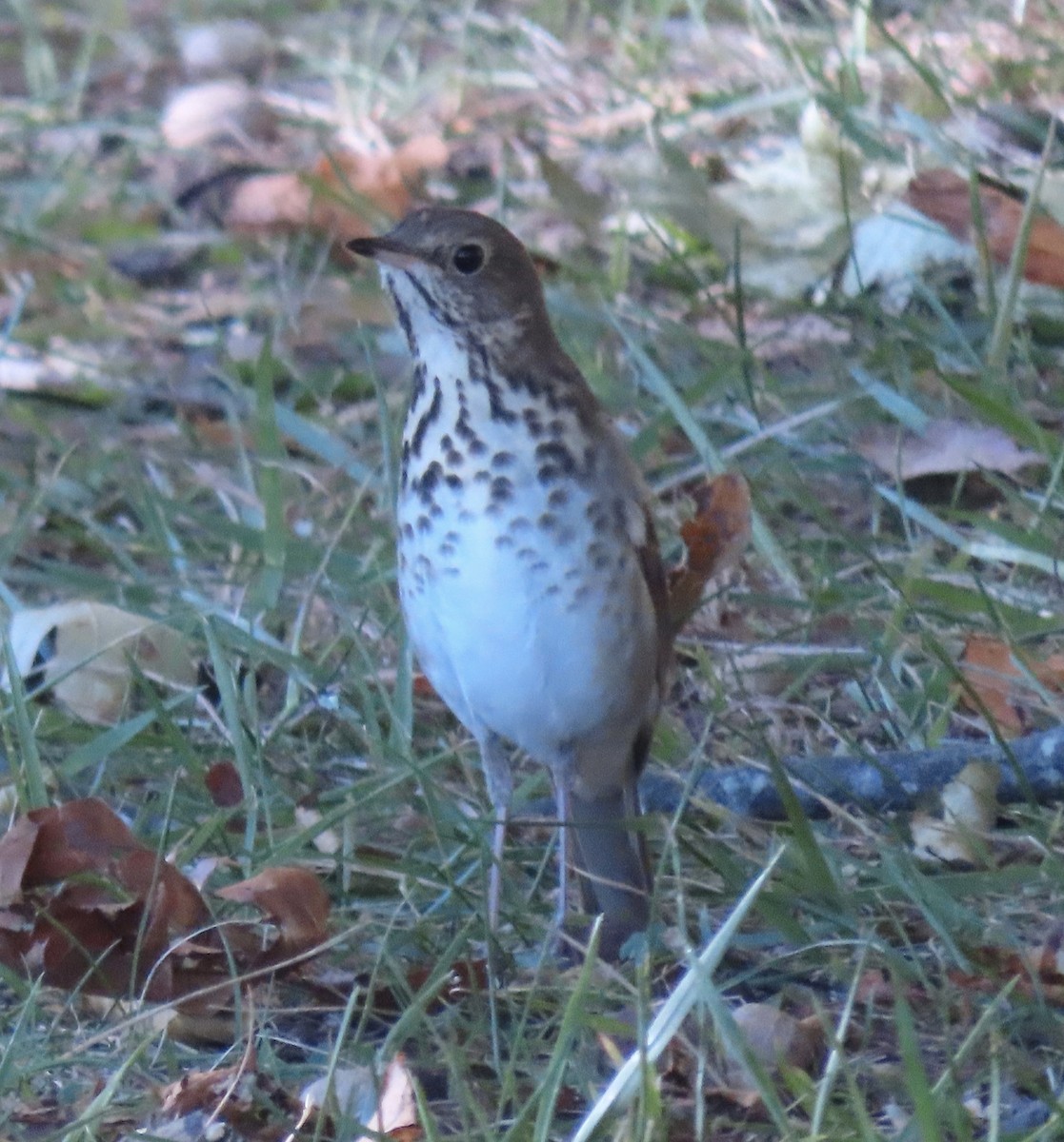 drozd rezavoocasý - ML643677907