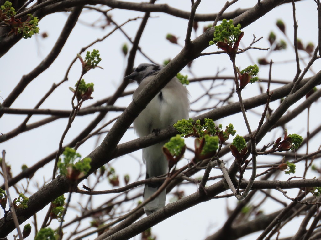 Blue Jay - ML643677908