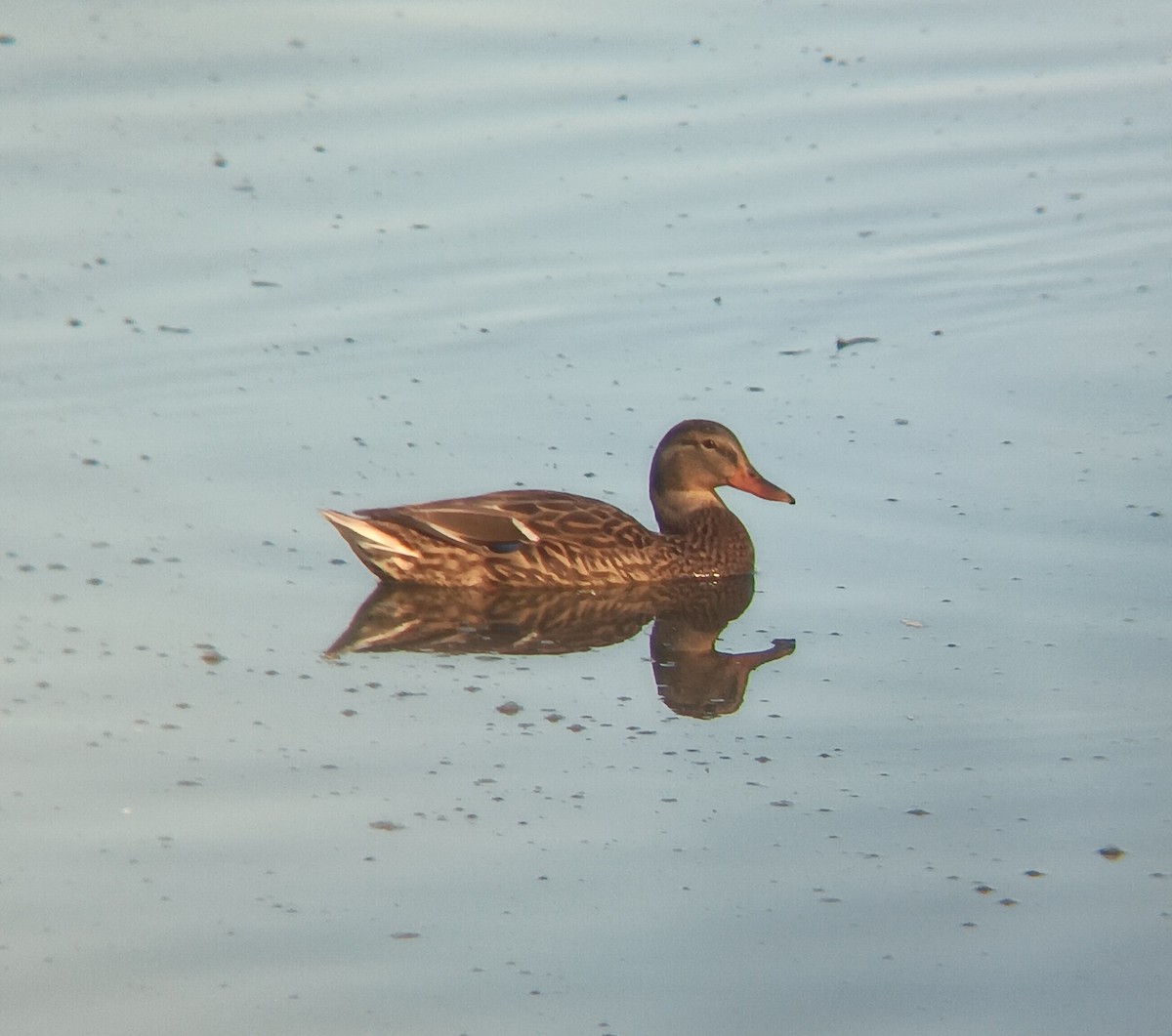 Mallard - ML643677912