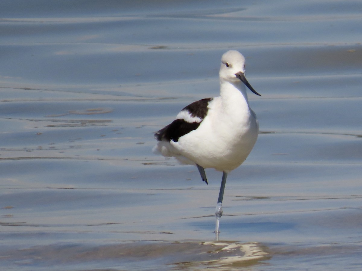 American Avocet - ML643677914