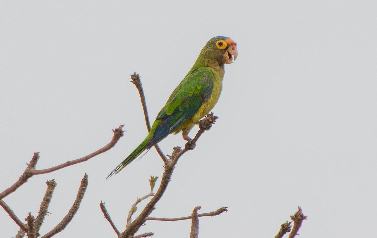 Aratinga Frentinaranja - ML643677923