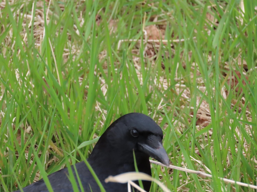 American Crow - ML643677929
