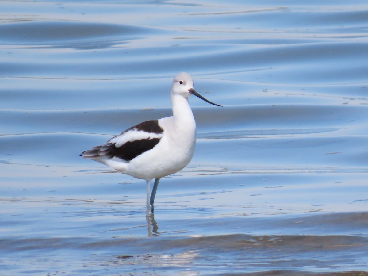American Avocet - ML643677932