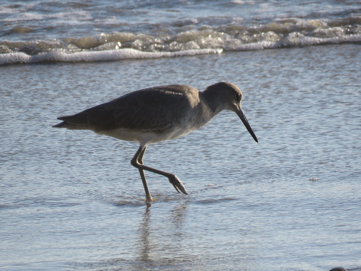 Willet - ML643677949