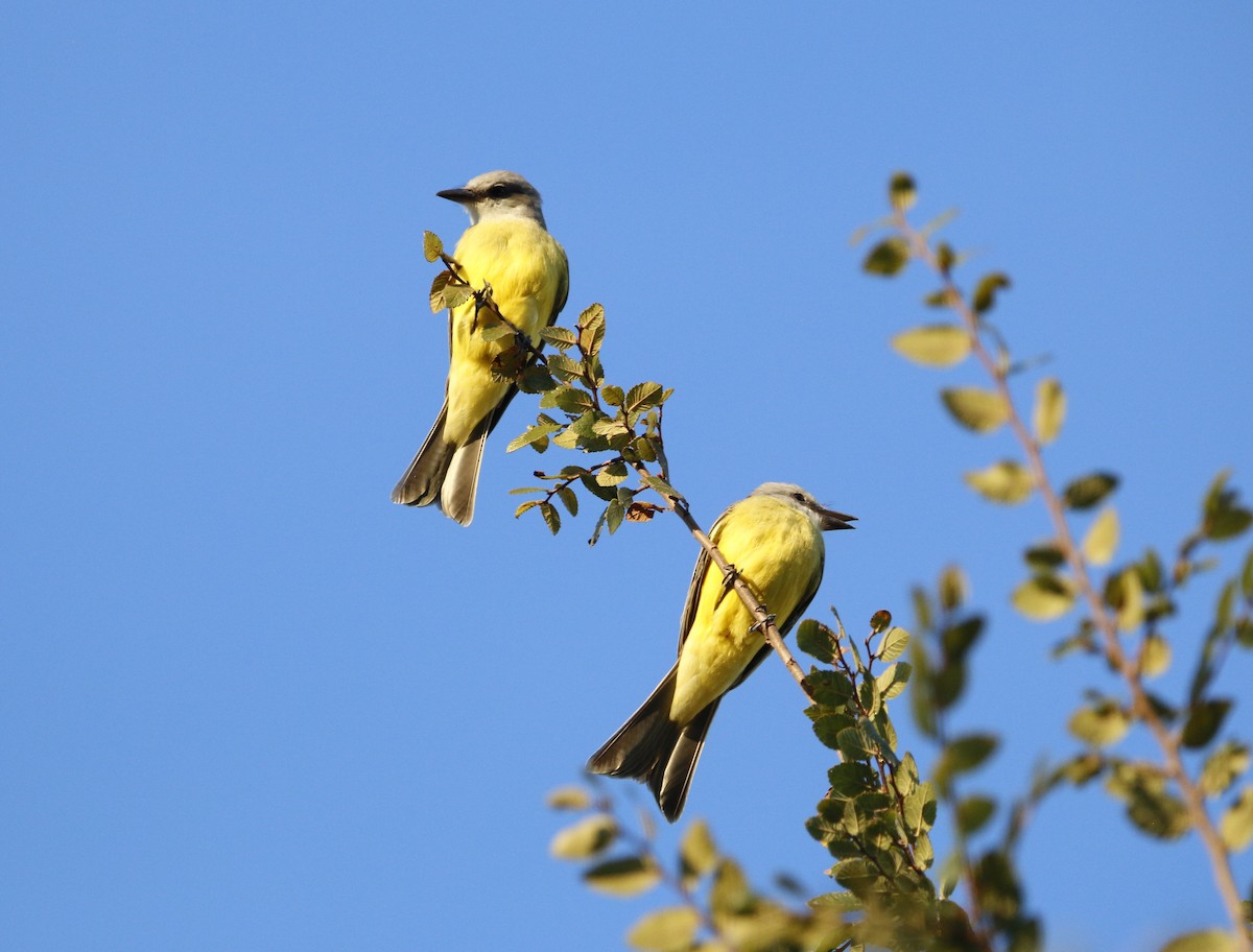Tropical Kingbird - ML643677950
