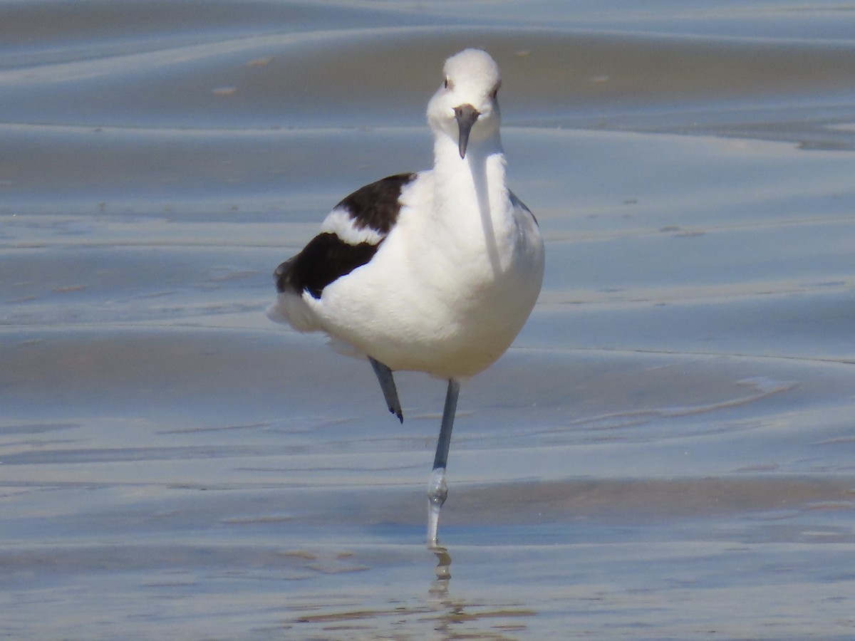 American Avocet - ML643677957