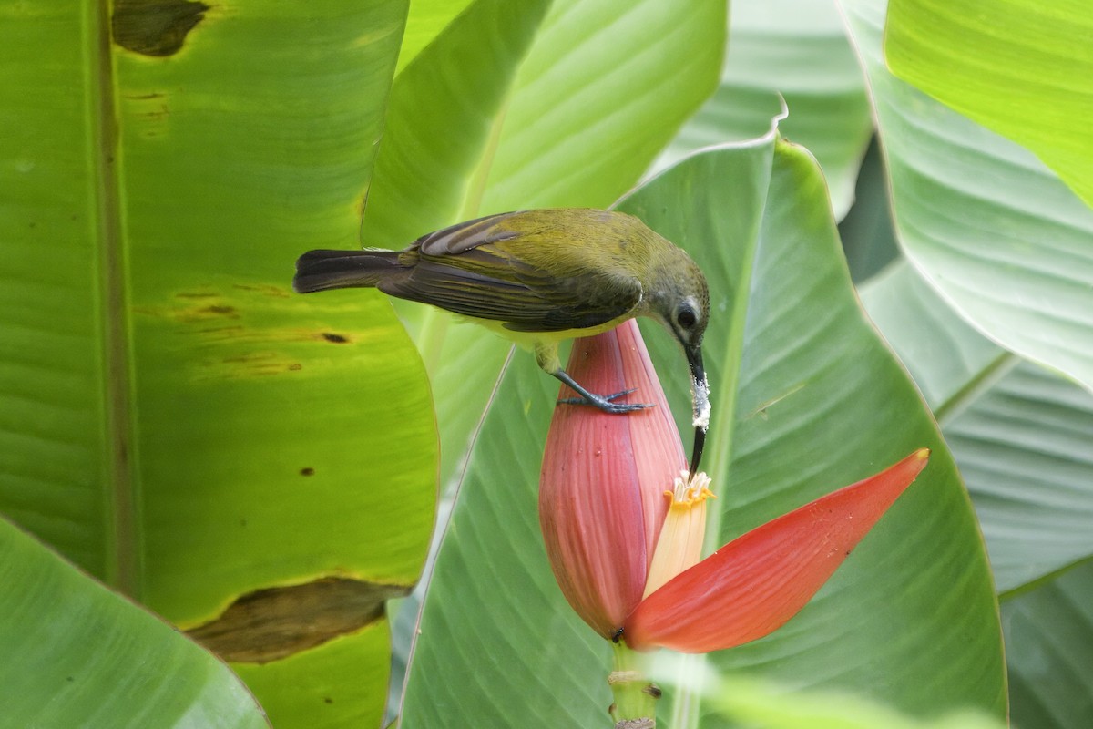 Little Spiderhunter - ML643677965