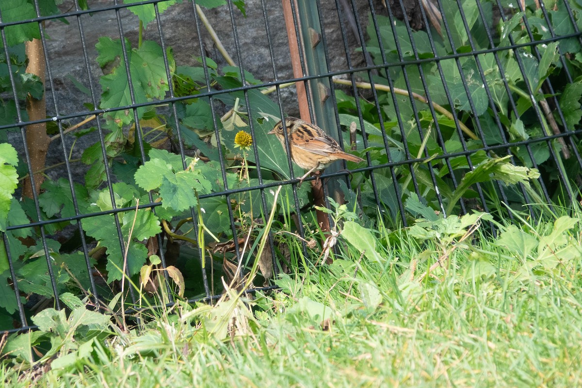 Swamp Sparrow - ML643677977