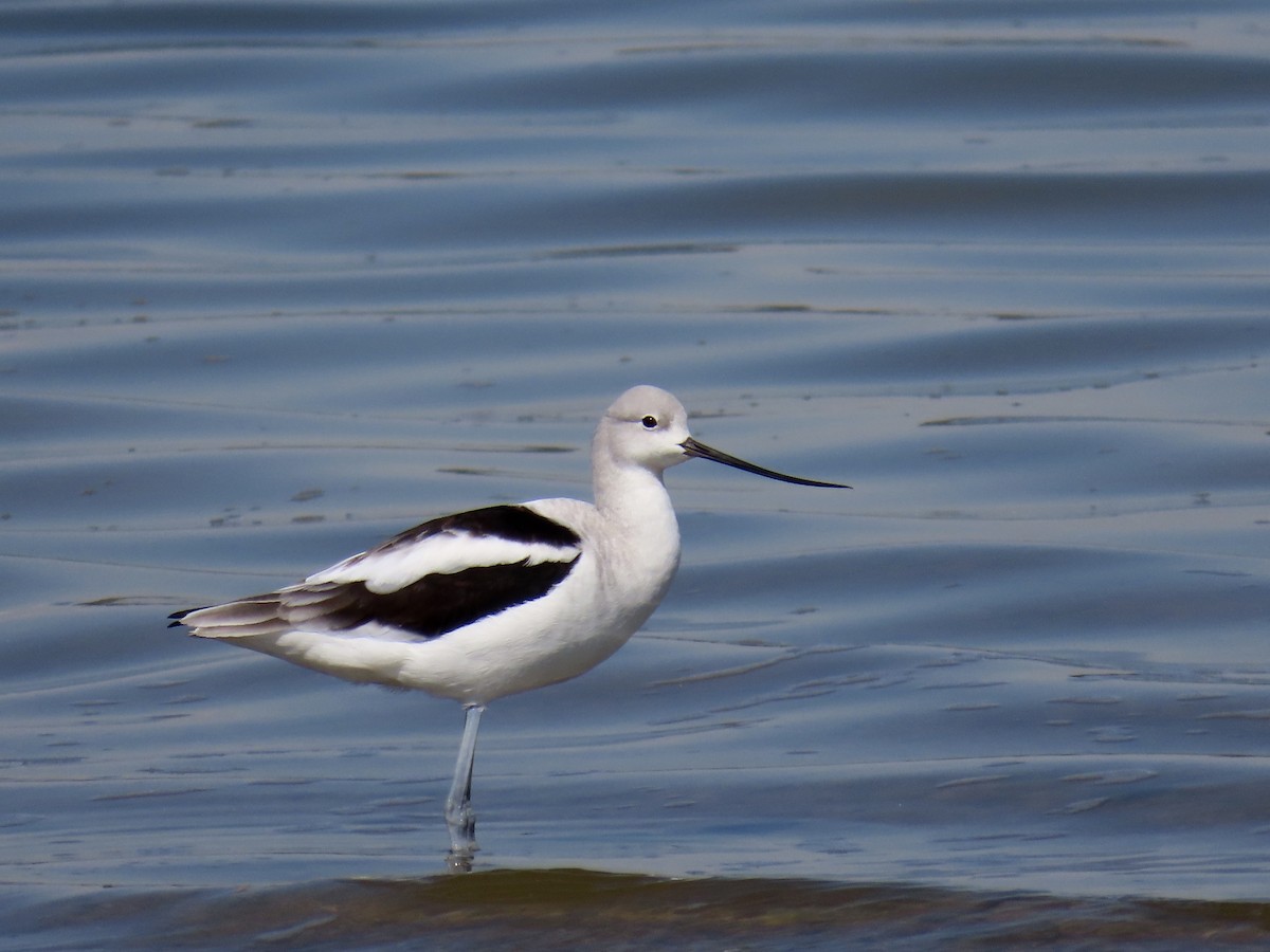 American Avocet - ML643677983