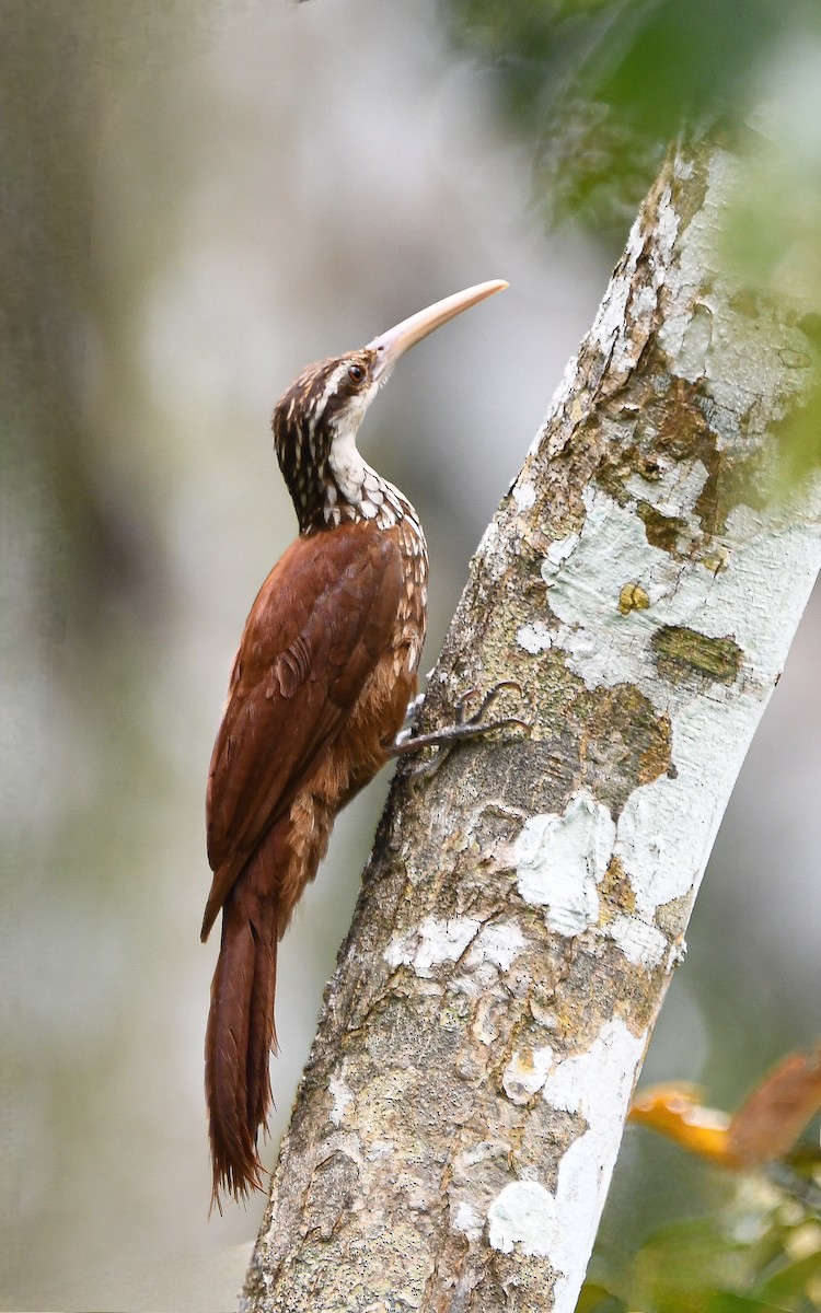 Long-billed Woodcreeper - ML643677996