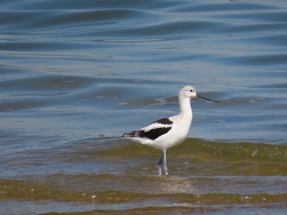 American Avocet - ML643678001