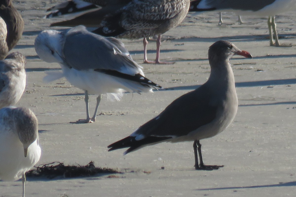 Heermann's Gull - ML643678002