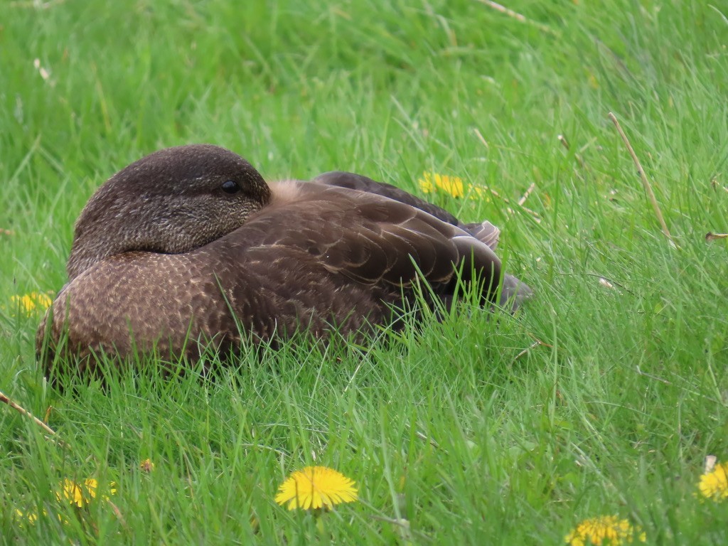 American Black Duck - ML643678004