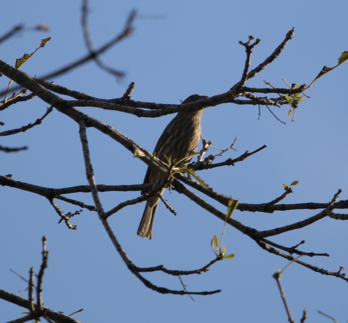 House Finch - ML643678006