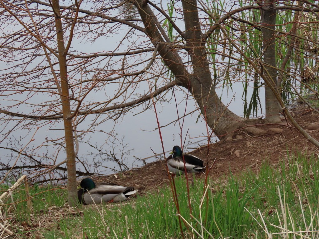 Mallard - ML643678009