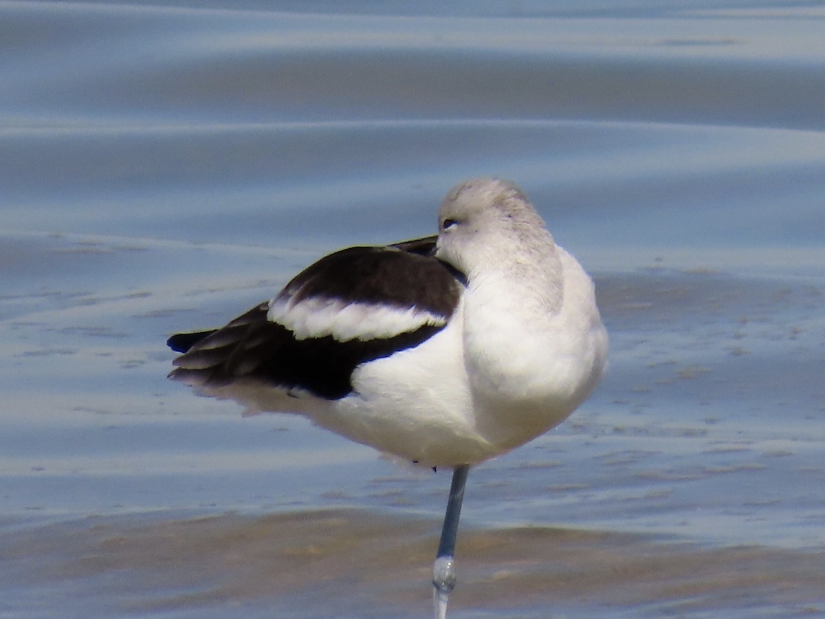 American Avocet - ML643678033