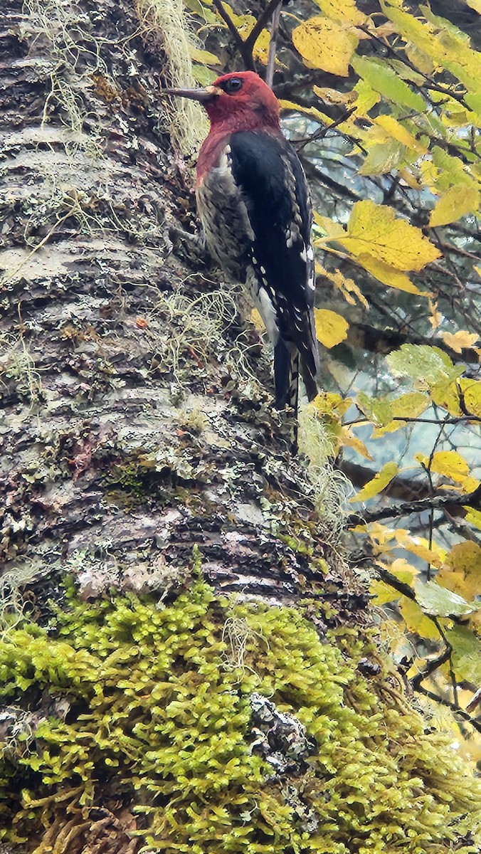 Red-breasted Sapsucker - ML643678037