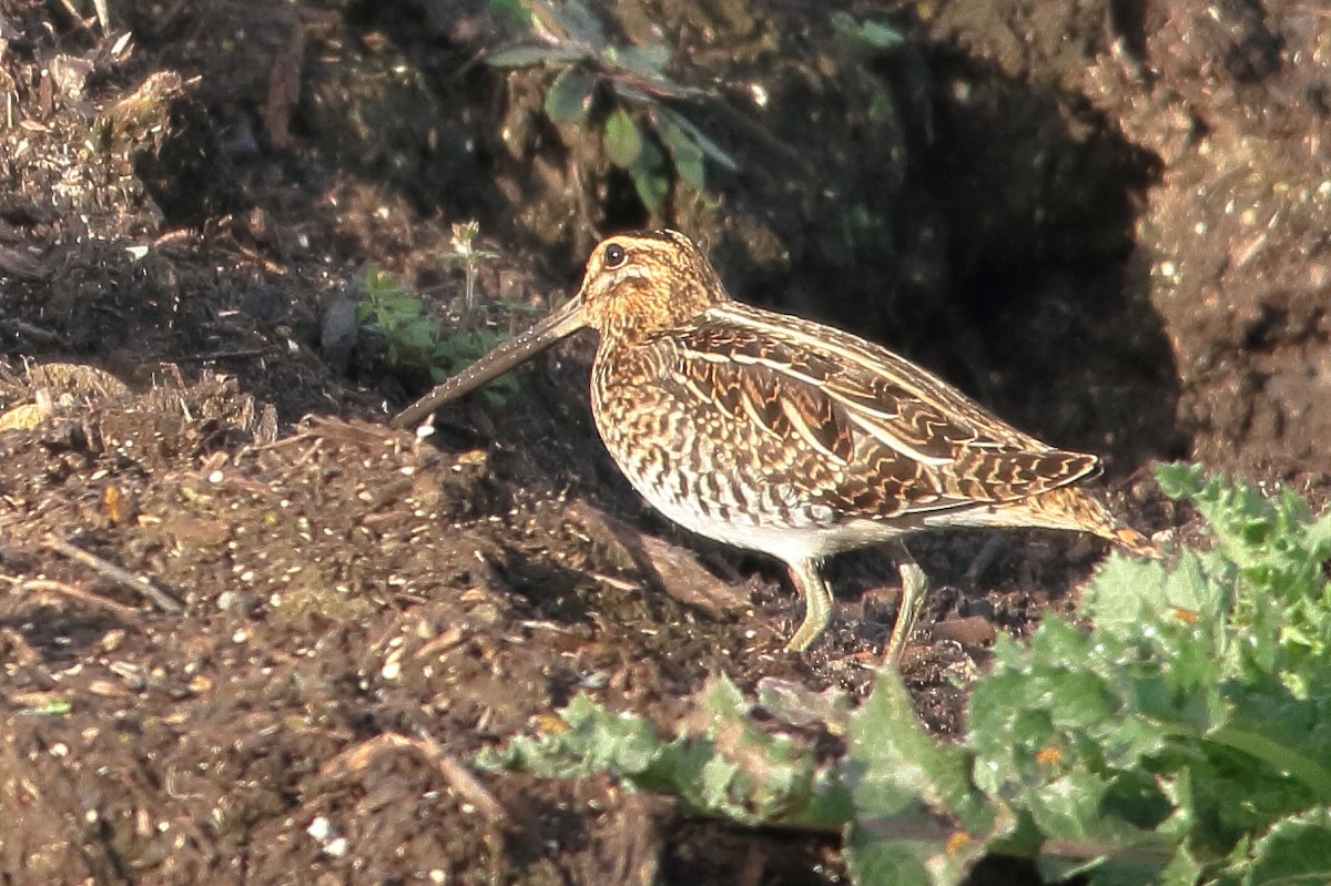 Common Snipe - ML643678041