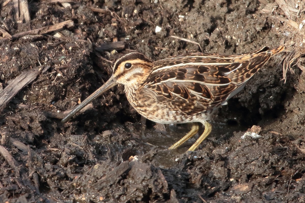 Common Snipe - ML643678044