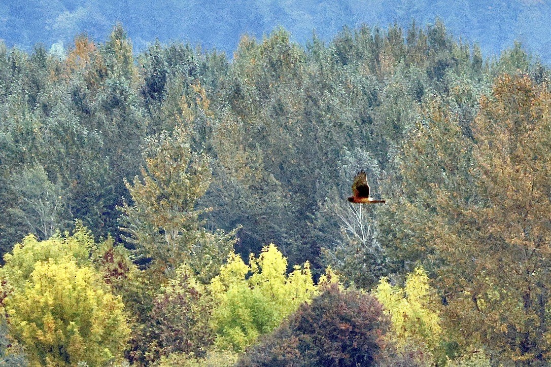 Northern Harrier - ML643678045