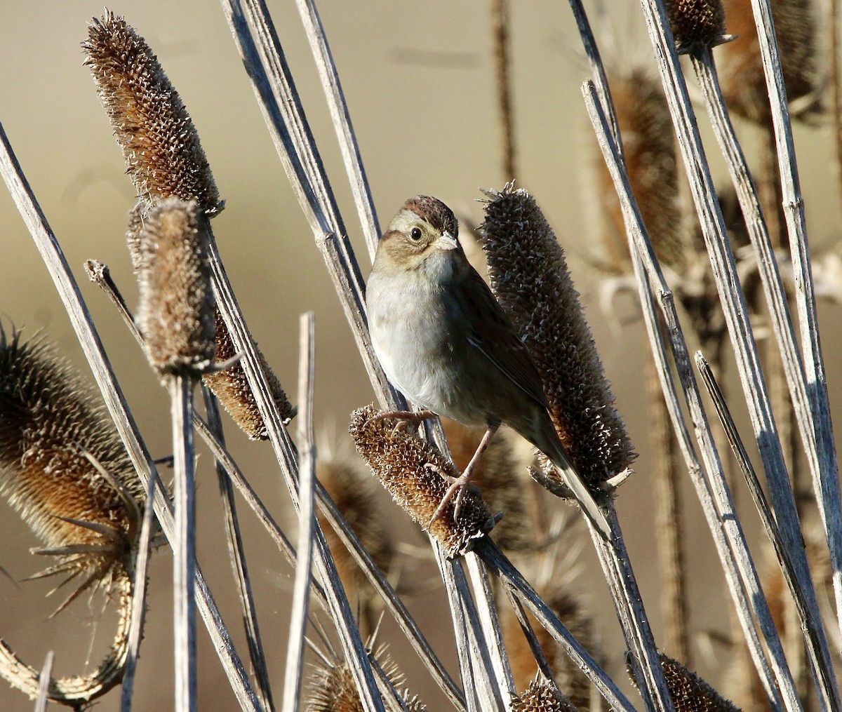 Swamp Sparrow - ML643678047