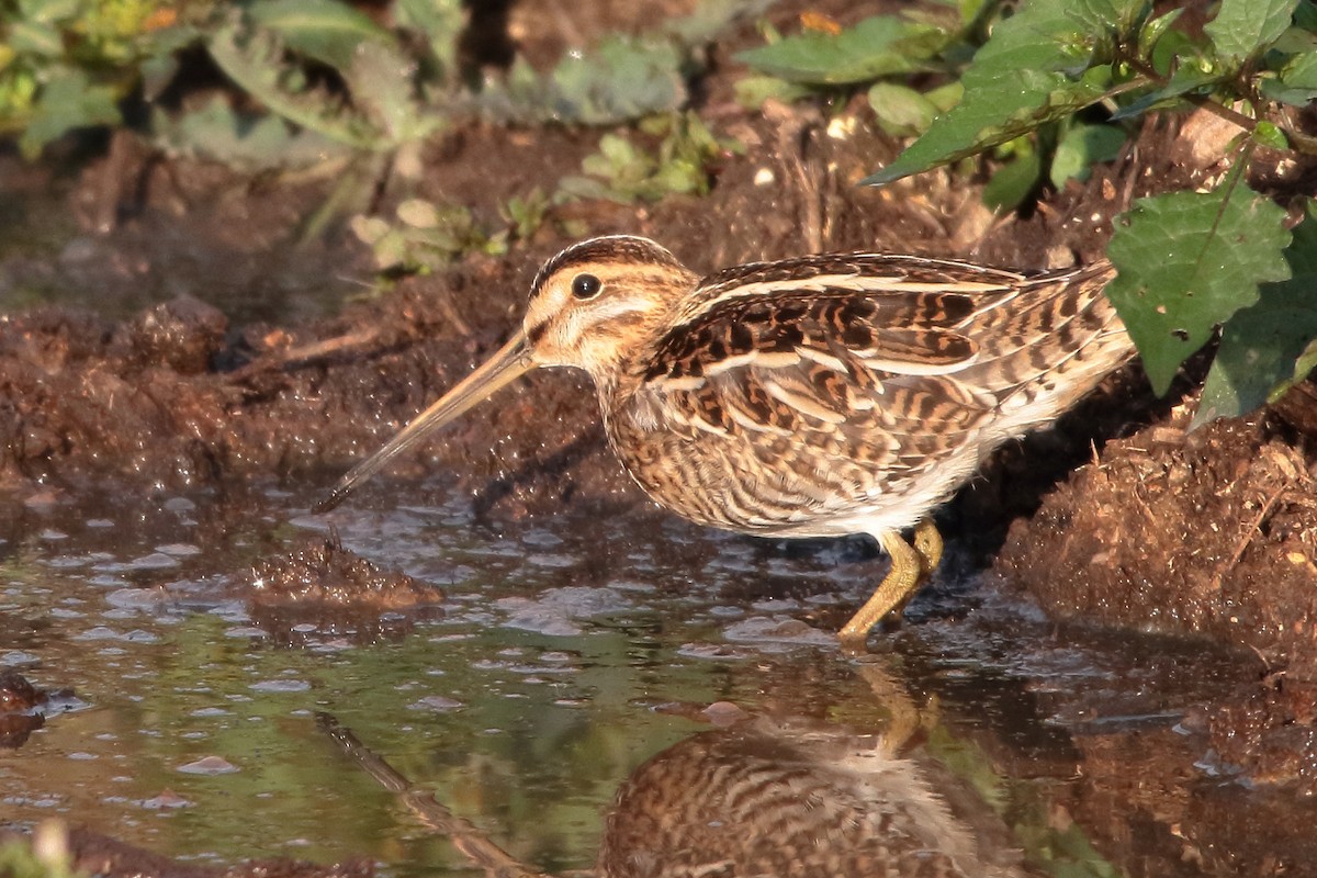Common Snipe - ML643678048