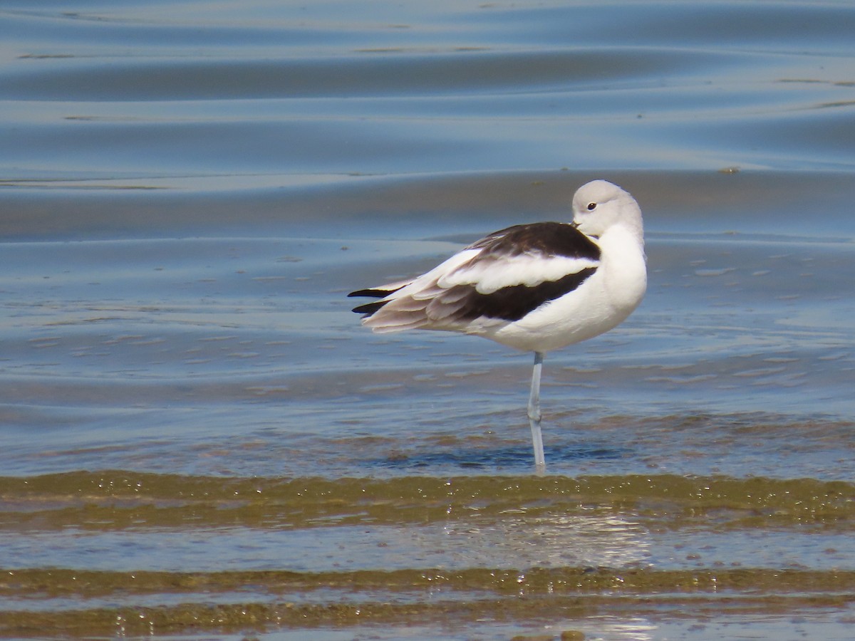 American Avocet - ML643678051