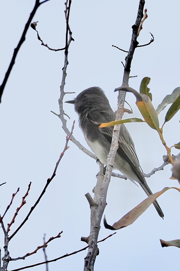 Black Phoebe - ML643678055