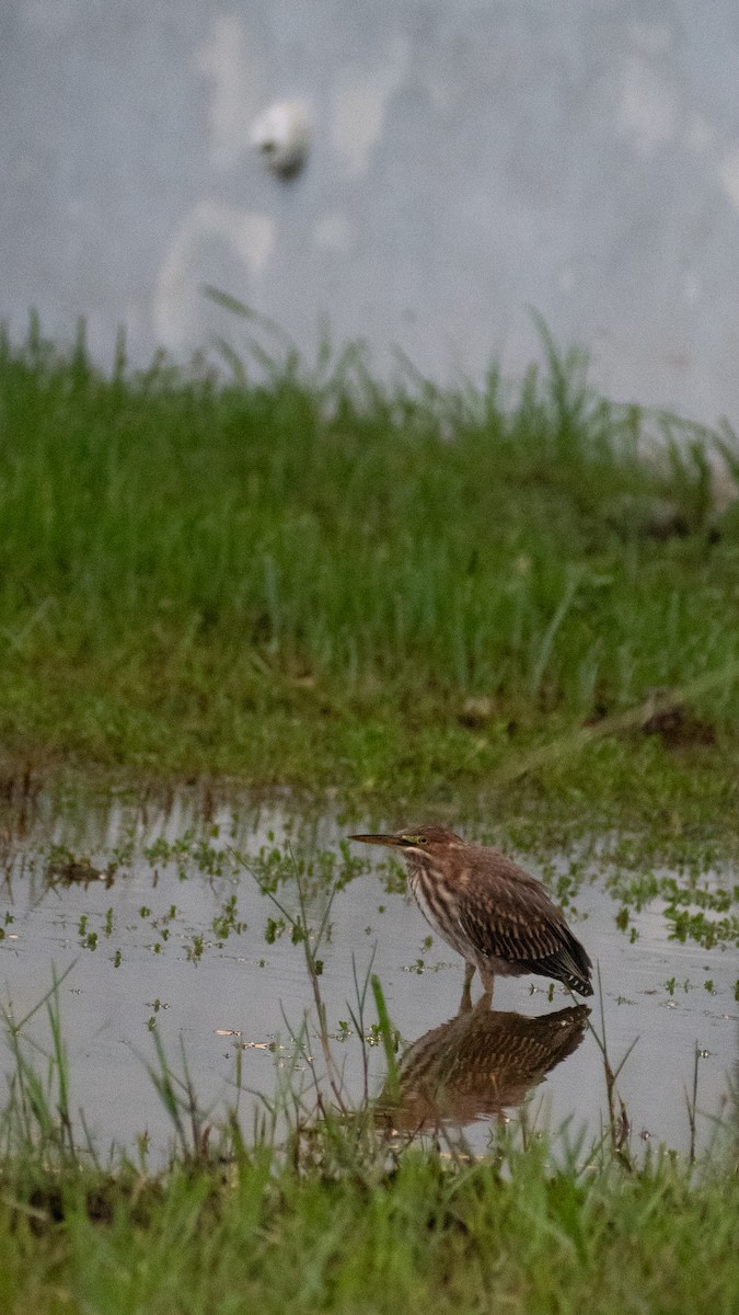Green Heron - ML643678062