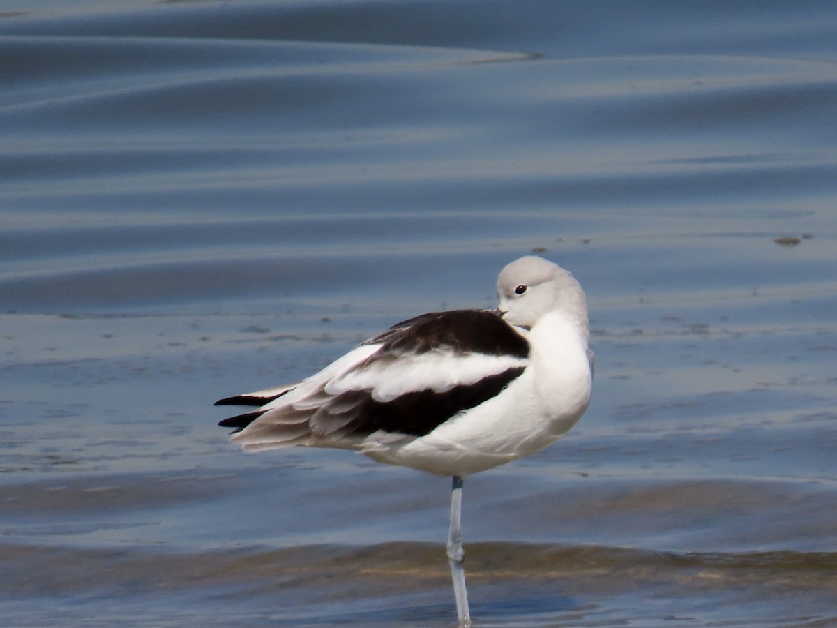 American Avocet - ML643678066
