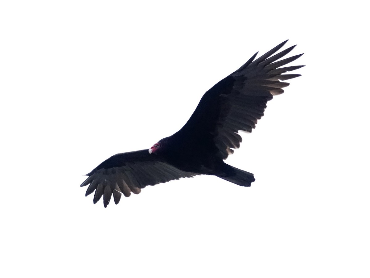 kondor krocanovitý - ML643678068