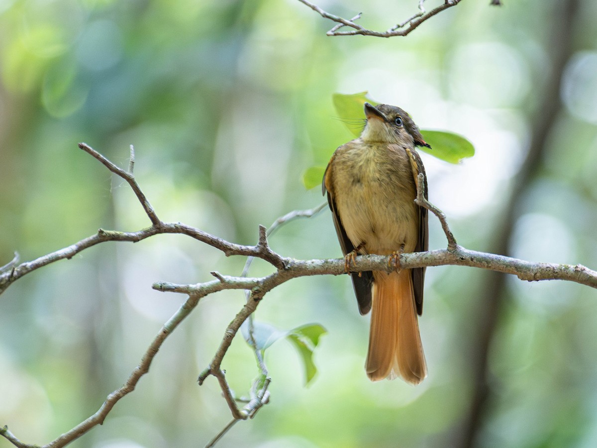 Tropical Royal Flycatcher - ML643678077