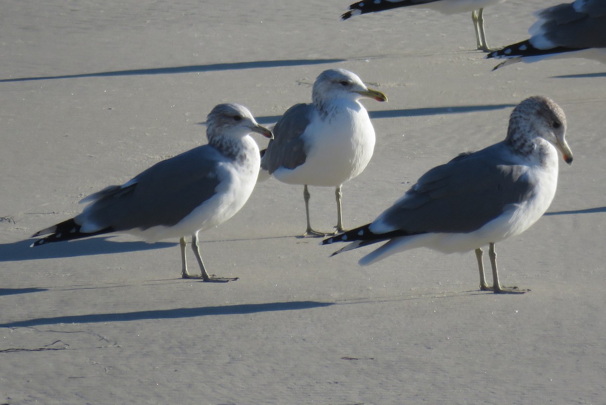 California Gull - ML643678078