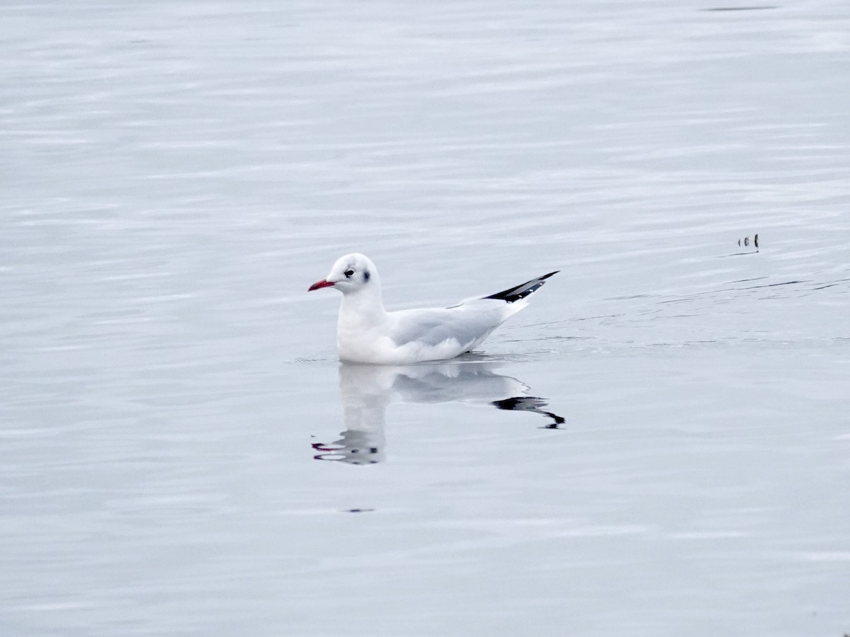 racek chechtavý - ML643678079